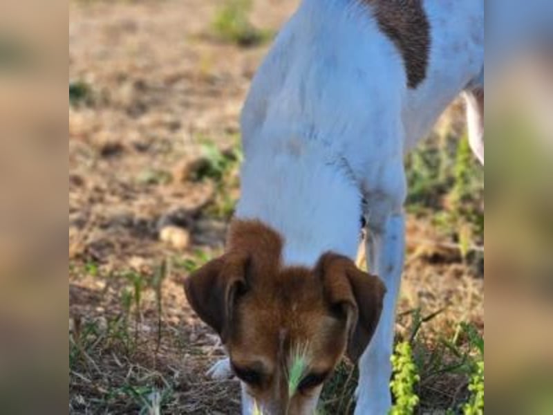 MAYA-wünscht sich Spaziergänge durch Wald und Wiesen, gemeinsame Ausflüge und ein liebvolles Zuhause