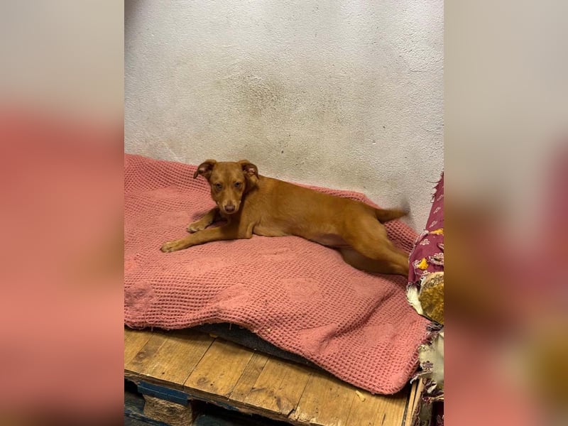 SIENA-fröhliches, freundliches Mädchen irrte alleine auf der Straße umher,auf der Suche nach Familie