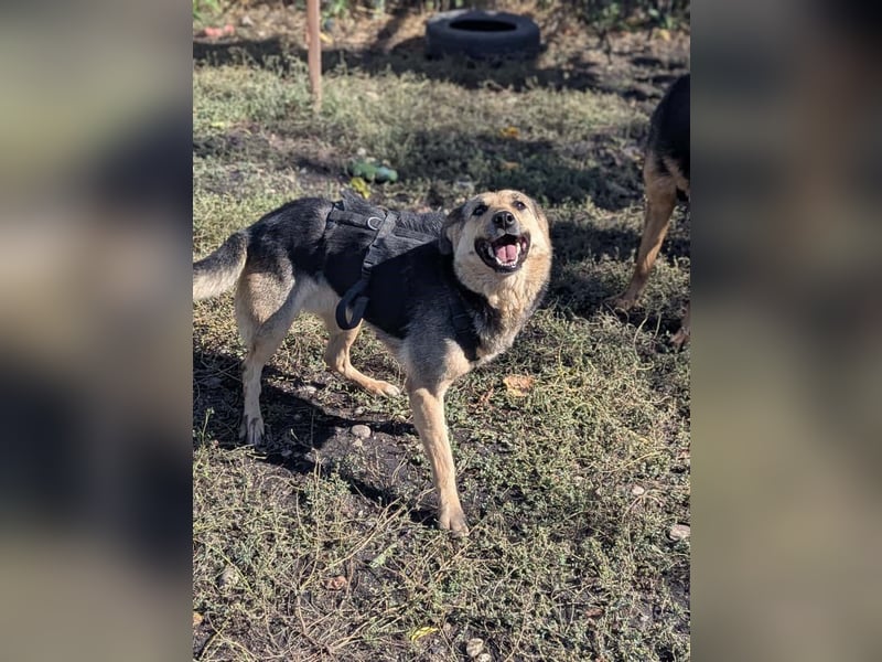 SAADET-freundliche, liebe und herzensgute Hündin wartet auf ihre Chance in einer liebevollen Familie SAADET-freundliche, liebe und herzensgute Hündin wartet auf ihre Chance in einer liebevollen Familie