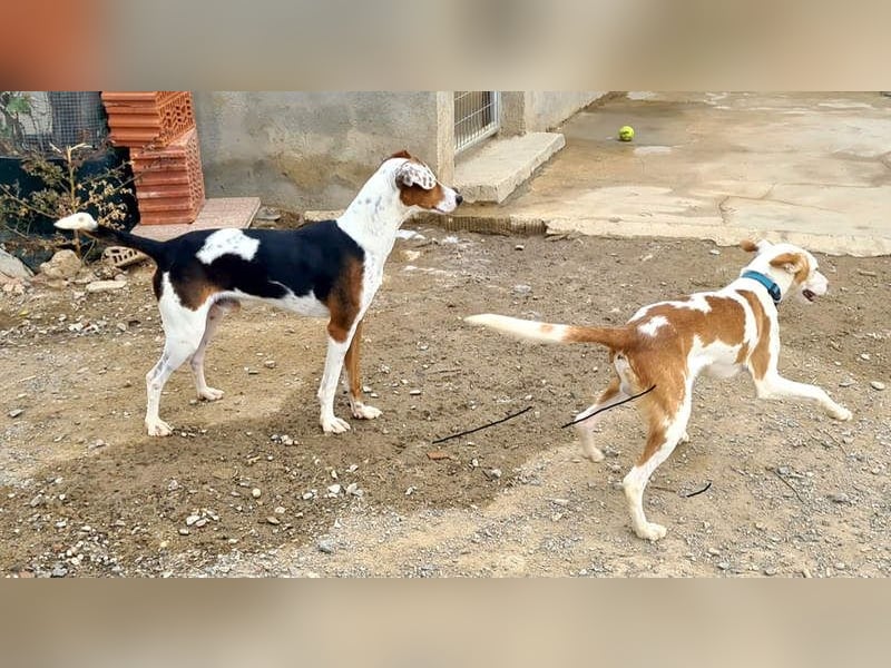 MANU-zauberhafter Bub voller Fröhlichkeit, Lebensfreude sucht seine liebevolle Für-immer-Familie