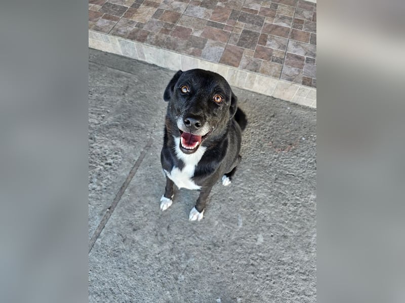 JAX -einer der „liebsten und freundlichsten Hunde, die wir je im Tierheim hatten“