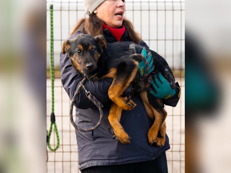 BATMAN-schüchterner Held auf 4 Pfoten sucht dich und sein Zuhause