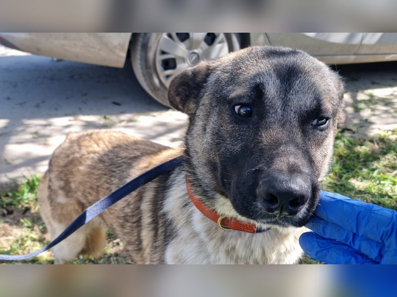 Wunderbarer VINCENT- ein Seelenhund sucht liebevolles Für-immer-Zuhause