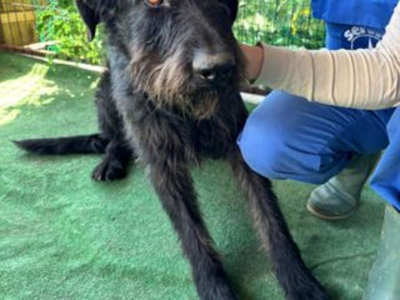 NERO-hübscher, liebevoll-freundlicher Mischlingsrüde