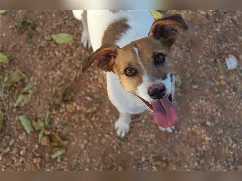 Benji und Dali werden nur gemeinsam vermittelt, da sie quasi „eins“ sind