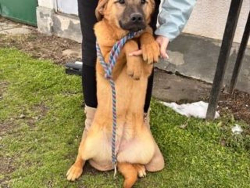 ATHENA-möchte sich die Welt durch Schnüffeln, Buddeln, Planschen, Toben und Herumjagen erkunden