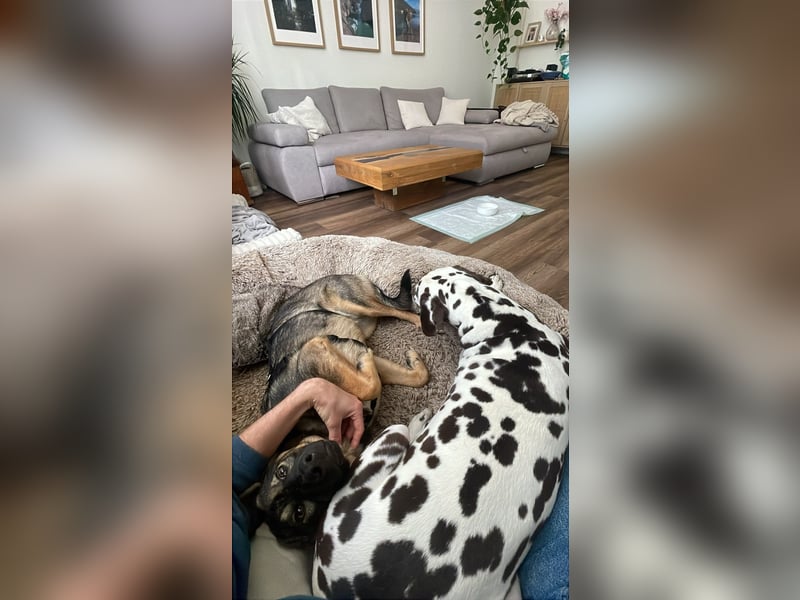 SOPHIE-Vielleicht können genau Sie sichin diesem Moment vorstellen, Sophie ein Zuhause zu geben.