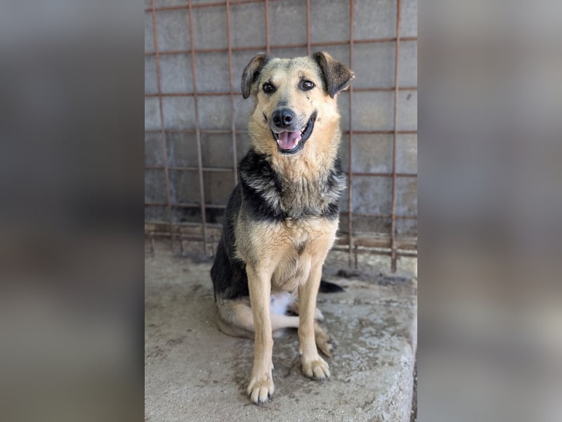 SAADET-freundliche, liebe und herzensgute Hündin wartet auf ihre Chance in einer liebevollen Familie SAADET-freundliche, liebe und herzensgute Hündin wartet auf ihre Chance in einer liebevollen Familie