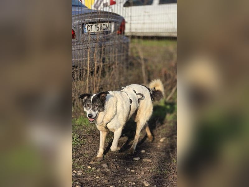 MARIE-CURIE-freundliche, willige, brave, anspruchslose, vergessene Seele sucht dringend liebe Heimat