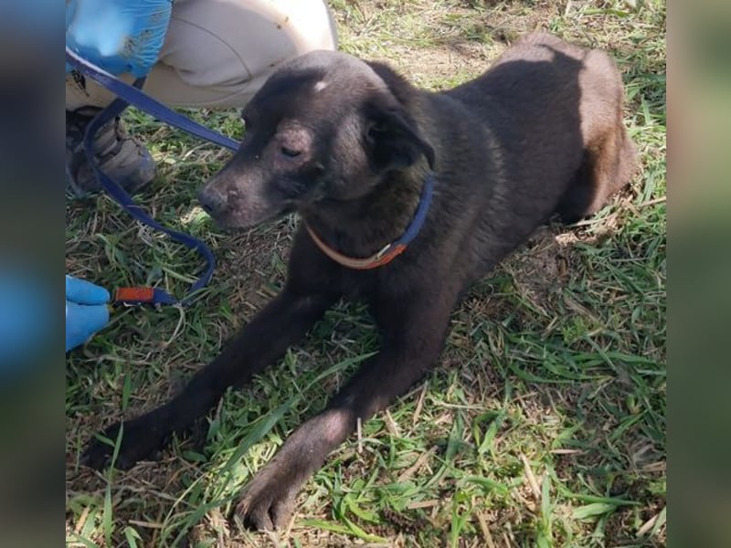 ZANE-ganz besonderer Bub sucht dringend liebevolles Zuhause