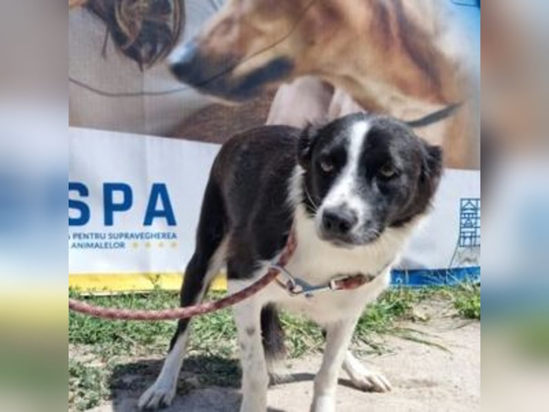 NOVA-sanfte Schönheit mit Border-Collie-Charme sucht ihr Glück