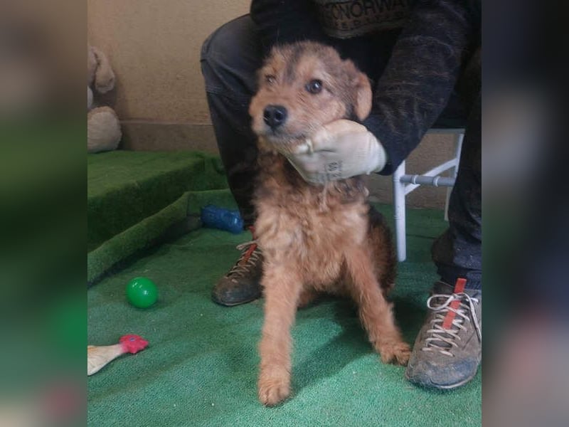 RAVEN-freundliches, verspieltes Hundekind sucht liebevolle Für-immer-Familie