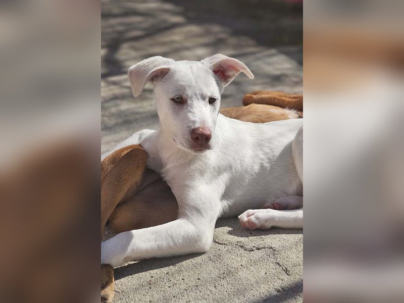 KINDER-fröhlicher, aufgeweckter Bub irrte allein auf der Straße umher,sucht seine Für-immer-Menschen