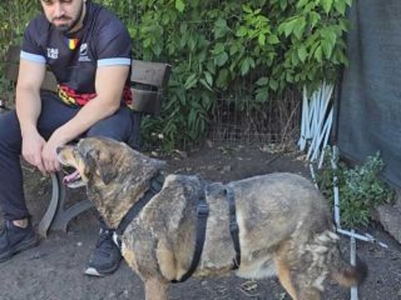 NORA-absulut liebenswertes Wesen