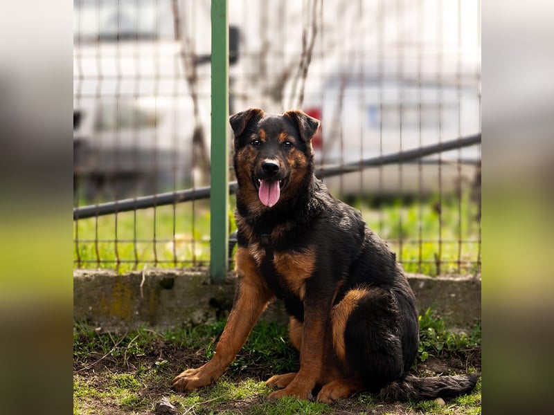 BATMAN-schüchterner Held auf 4 Pfoten sucht dich und sein Zuhause