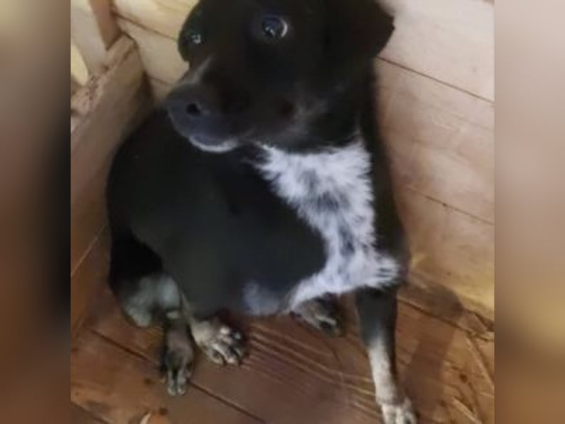 SANSA-Sanfte Seele sucht den Weg ins Glück