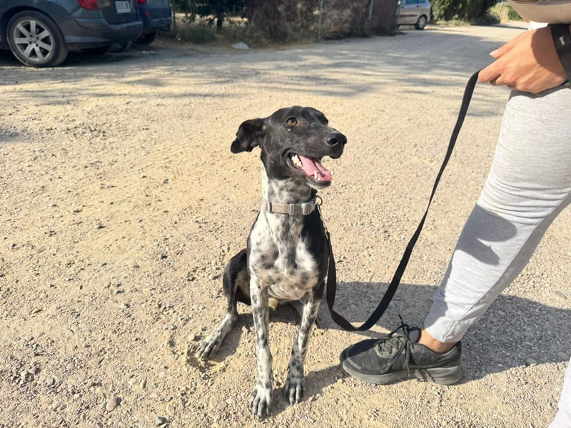 UBER-gesellig, lustig,verspielt,anhänglich, liebt Mensch und Hund,wartet sehnsüchtig auf ihr Zuhause