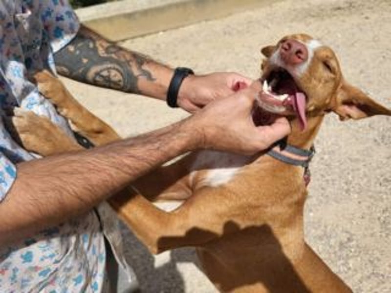 PONGO- vom vergessenen Schatten zum strahlenden Herzenshund