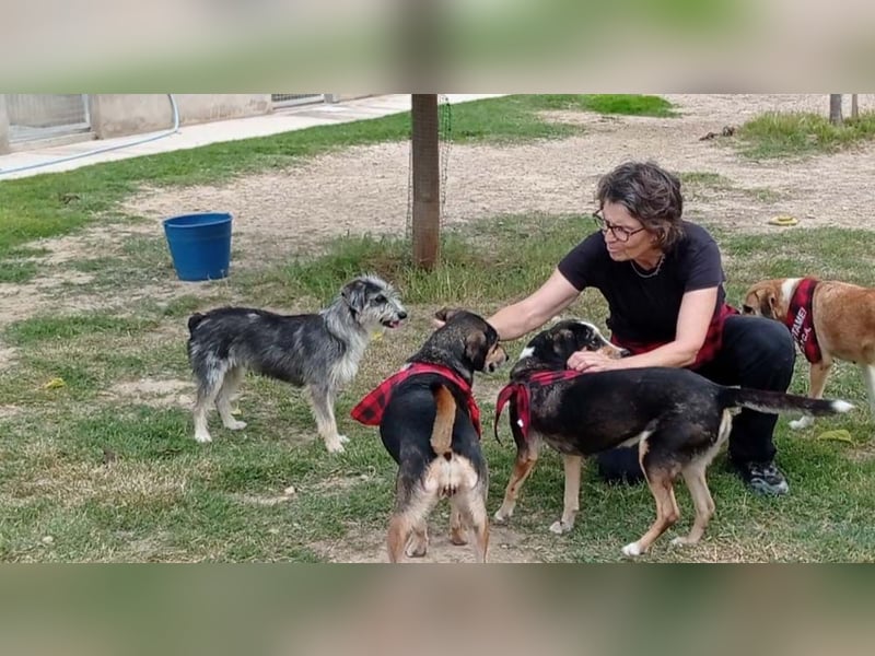 Wunderschöne PIRANA- sucht ein liebevolles Zuhause