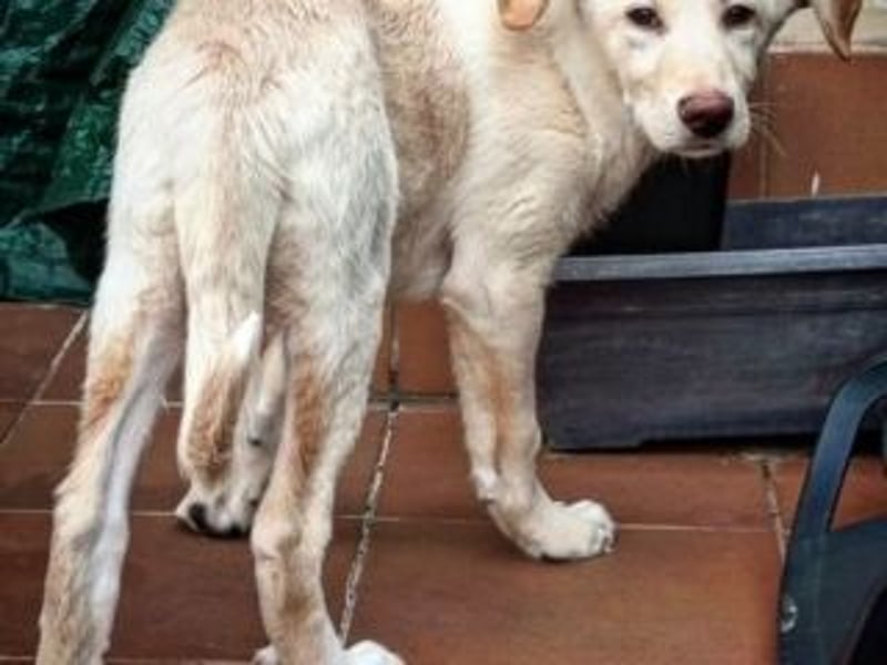ASLAND-Ein junger Hund, der endlich ankommen möchte