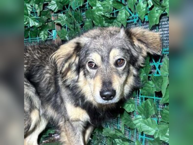 MICKY-liebesbedürftiger, ausgesprochen hübscher Bub wartet sehnsüchtig auf seine Familie