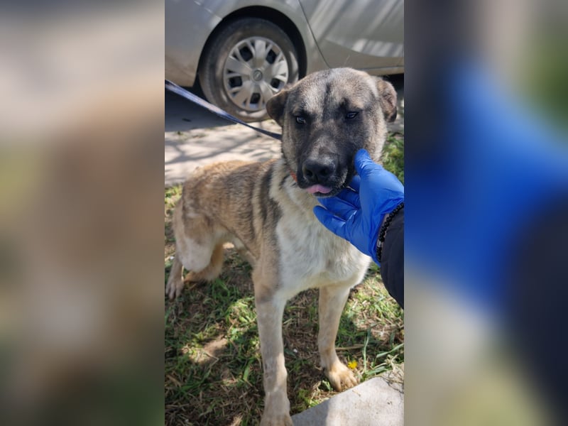 Wunderbarer VINCENT- ein Seelenhund sucht liebevolles Für-immer-Zuhause