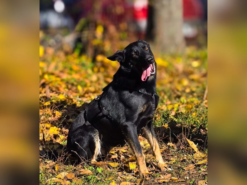 GLORIA- sehnt sich nach Liebe und Geborgenheit bei ihrer "Für-immer-Familie"