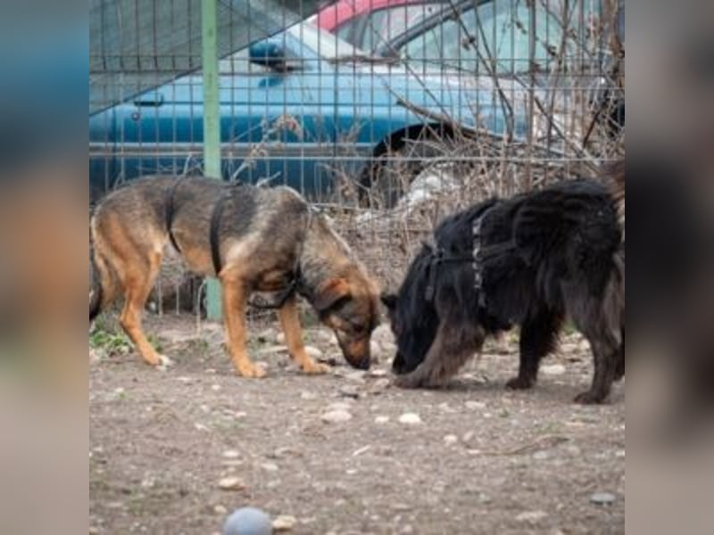FEDORA-schüchterne Maus auf der Suche nach Liebe, Schutz, Geborgenheit