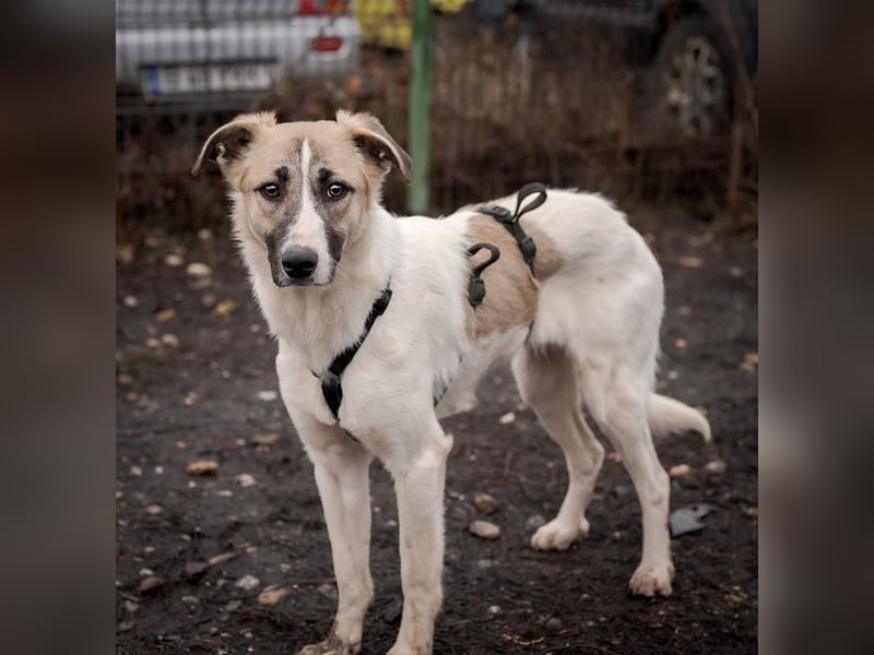 FINJA-sehr freundliche, liebes Mädchen sucht warmes, herzliches Zuhause