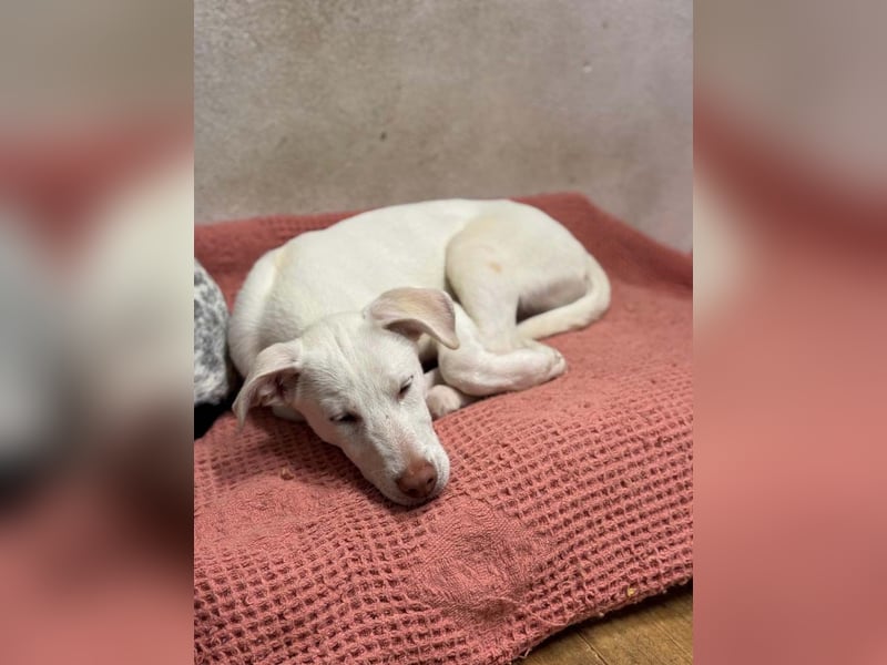 KINDER-fröhlicher, aufgeweckter Bub irrte allein auf der Straße umher,sucht seine Für-immer-Menschen