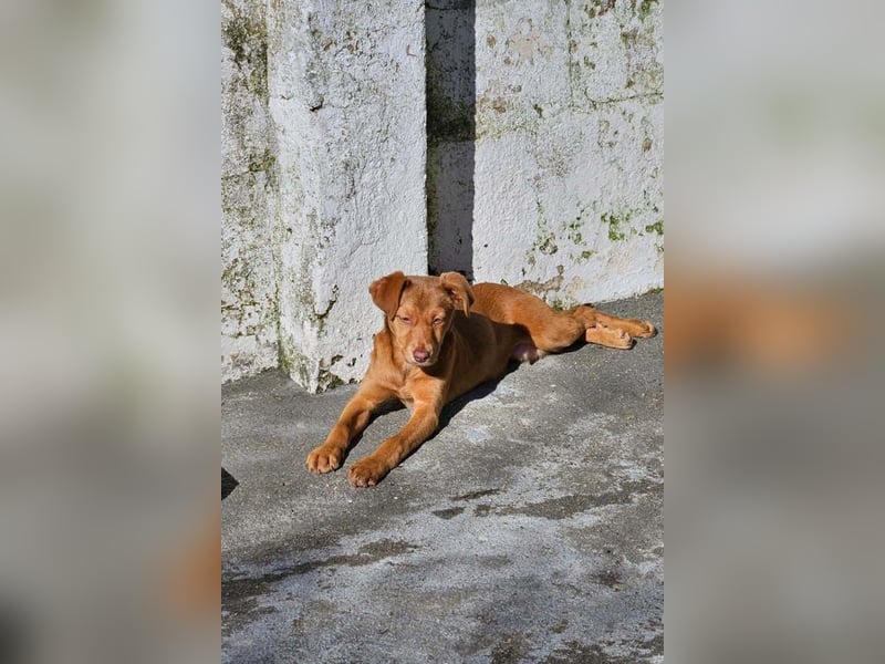 SIENA-fröhliches, freundliches Mädchen irrte alleine auf der Straße umher,auf der Suche nach Familie