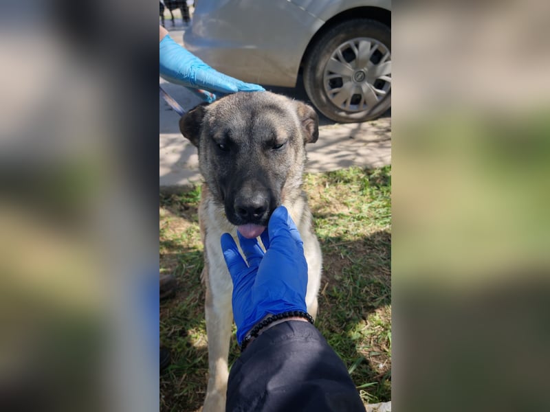 Wunderbarer VINCENT- ein Seelenhund sucht liebevolles Für-immer-Zuhause