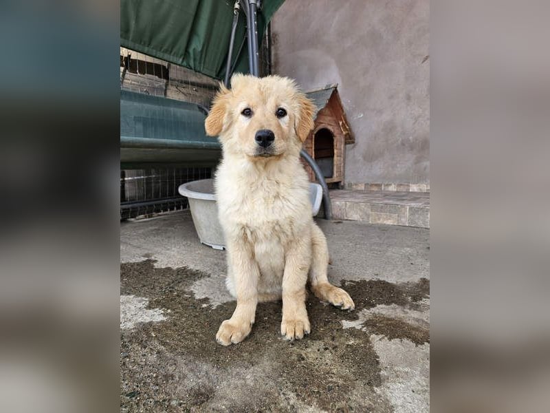 SLEEPY-ein fröhlicher, aufgeschlossener, sehr menschenbezogener Welpe sucht sein Für-Immer-Zuhause