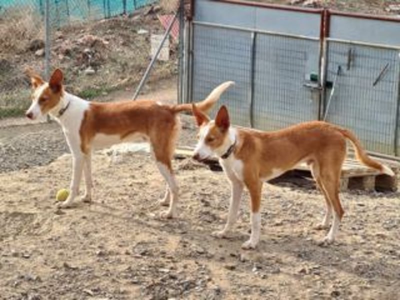 BOB-steckt voller Lebensfreude, Fröhlichkeit und Optimismus