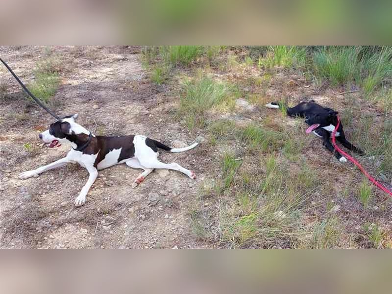 Cleo – versteht sich mit jedem