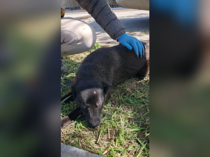 ZANE-ganz besonderer Bub sucht dringend liebevolles Zuhause
