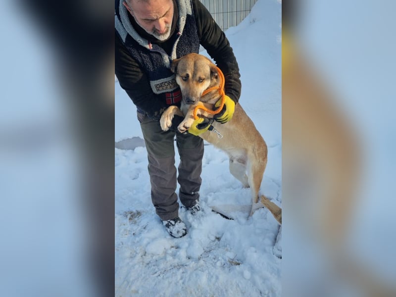 SVEN -wartet im kalten, lauten Zwinger auf sein liebevolles Zuhause