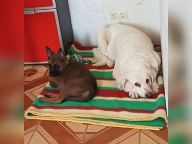THOR-belohnt seine künftige Familie, in dem er ganz viel Liebe zurückgibt