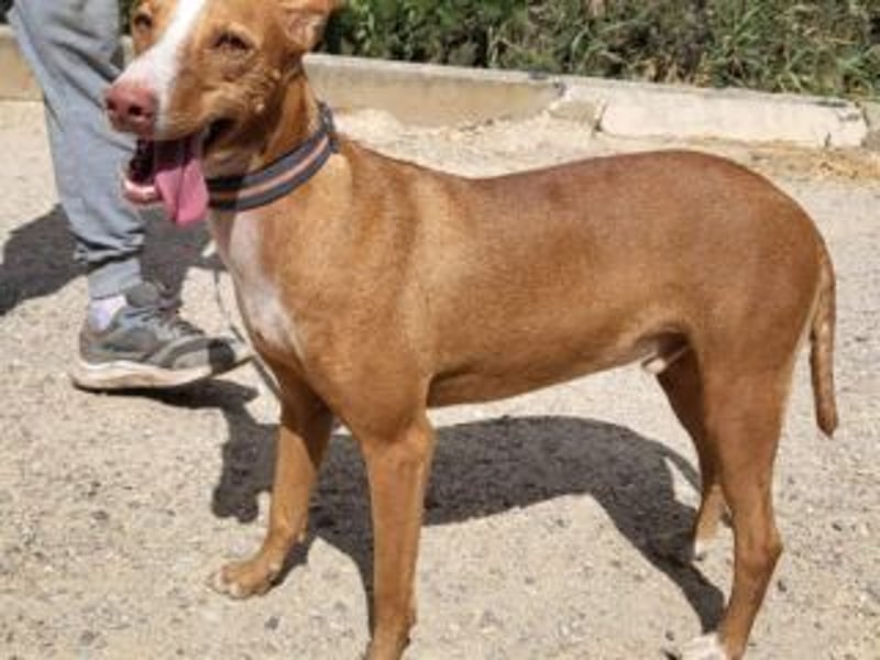 PONGO- vom vergessenen Schatten zum strahlenden Herzenshund