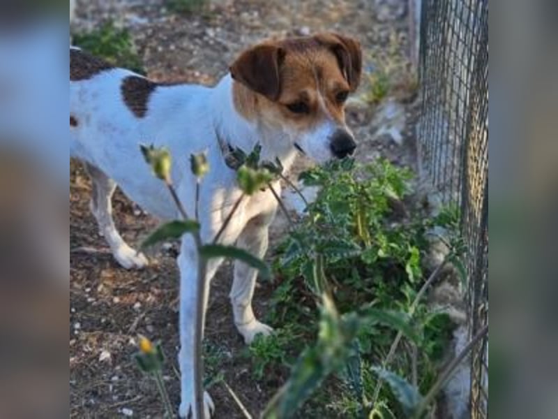 MAYA-wünscht sich Spaziergänge durch Wald und Wiesen, gemeinsame Ausflüge und ein liebvolles Zuhause