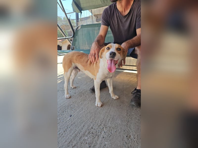 Leila – liebt Menschen und andere Hunde
