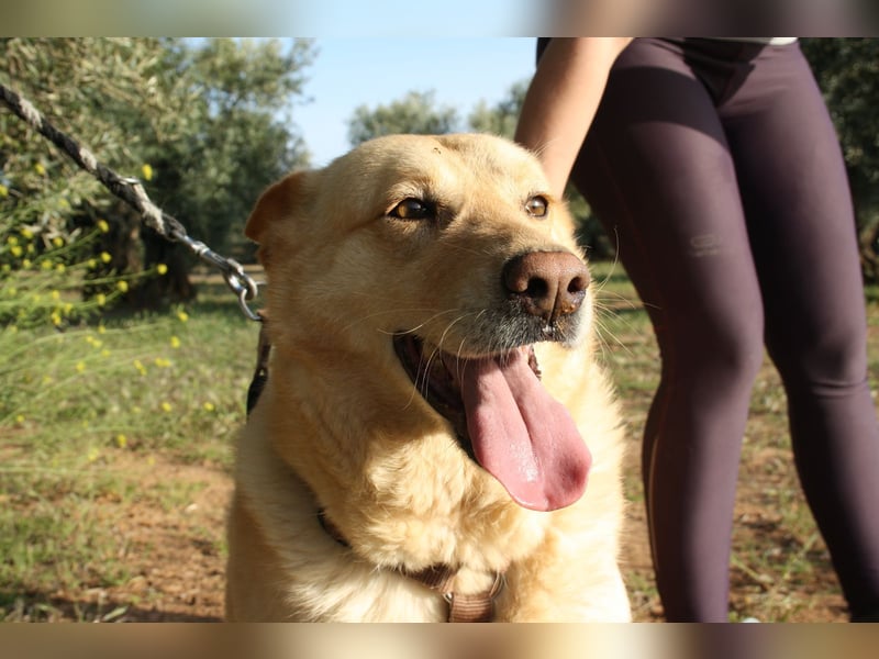 AKIRA-verschmustes, anhängliches Hundemädchen sucht ein ruhiges, liebevolles Zuhause