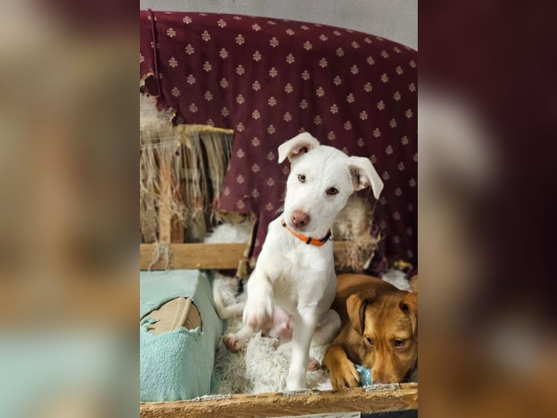 KINDER-fröhlicher, aufgeweckter Bub irrte allein auf der Straße umher,sucht seine Für-immer-Menschen