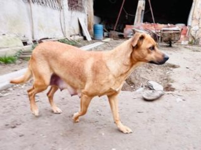 NANI- junge Hundemama mit großem Herzen sucht ihr eigenes Zuhause