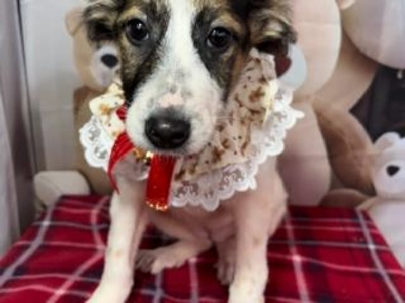 ISA-hübsches kleines Mädchen mit ihrem schneeweißen Fell und der braun-schwarzen Maske im Gesicht