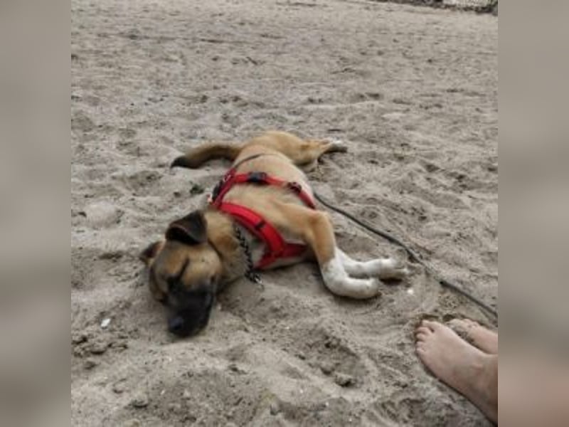 Moon (genannt Coco)-Ruhige Maus sucht liebevolle Familie