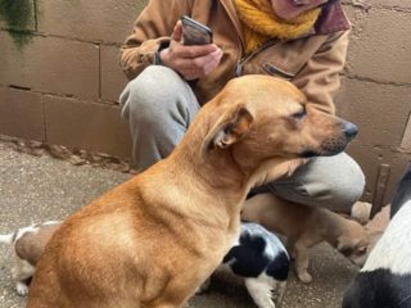NANI- junge Hundemama mit großem Herzen sucht ihr eigenes Zuhause