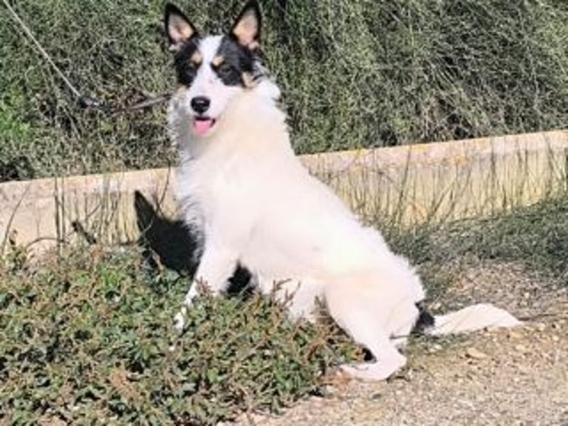 GASTON-liebt es, ausgiebig zu kuscheln und verteilt dabei auch gerne ein feuchtes Küsschen