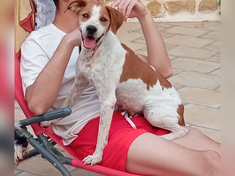 CAMINO- fürsorgliche liebe Hundemama sucht liebevolles Für-immer-Zuhause