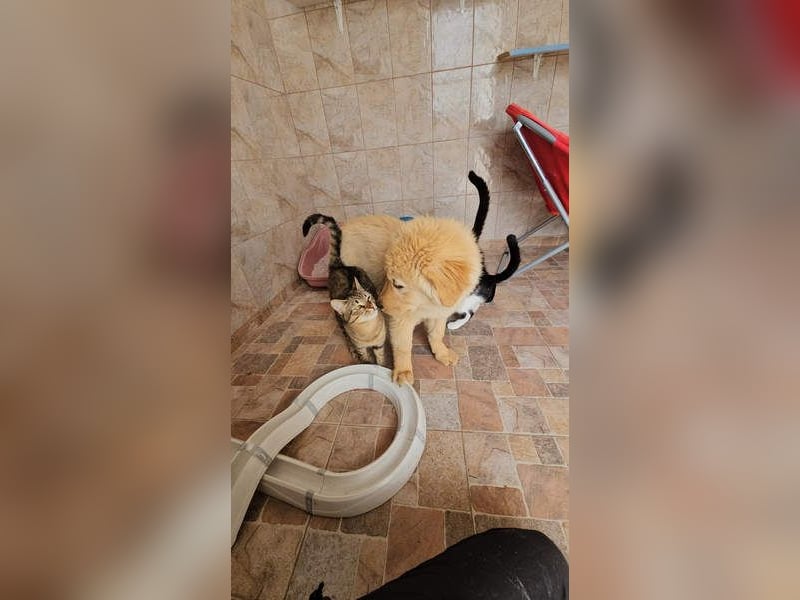 SLEEPY-ein fröhlicher, aufgeschlossener, sehr menschenbezogener Welpe sucht sein Für-Immer-Zuhause